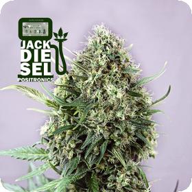 Jack Diesel Feminised Seeds
